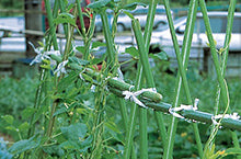 農作物の支柱結束