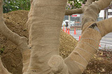 樹幹保護・幹巻き